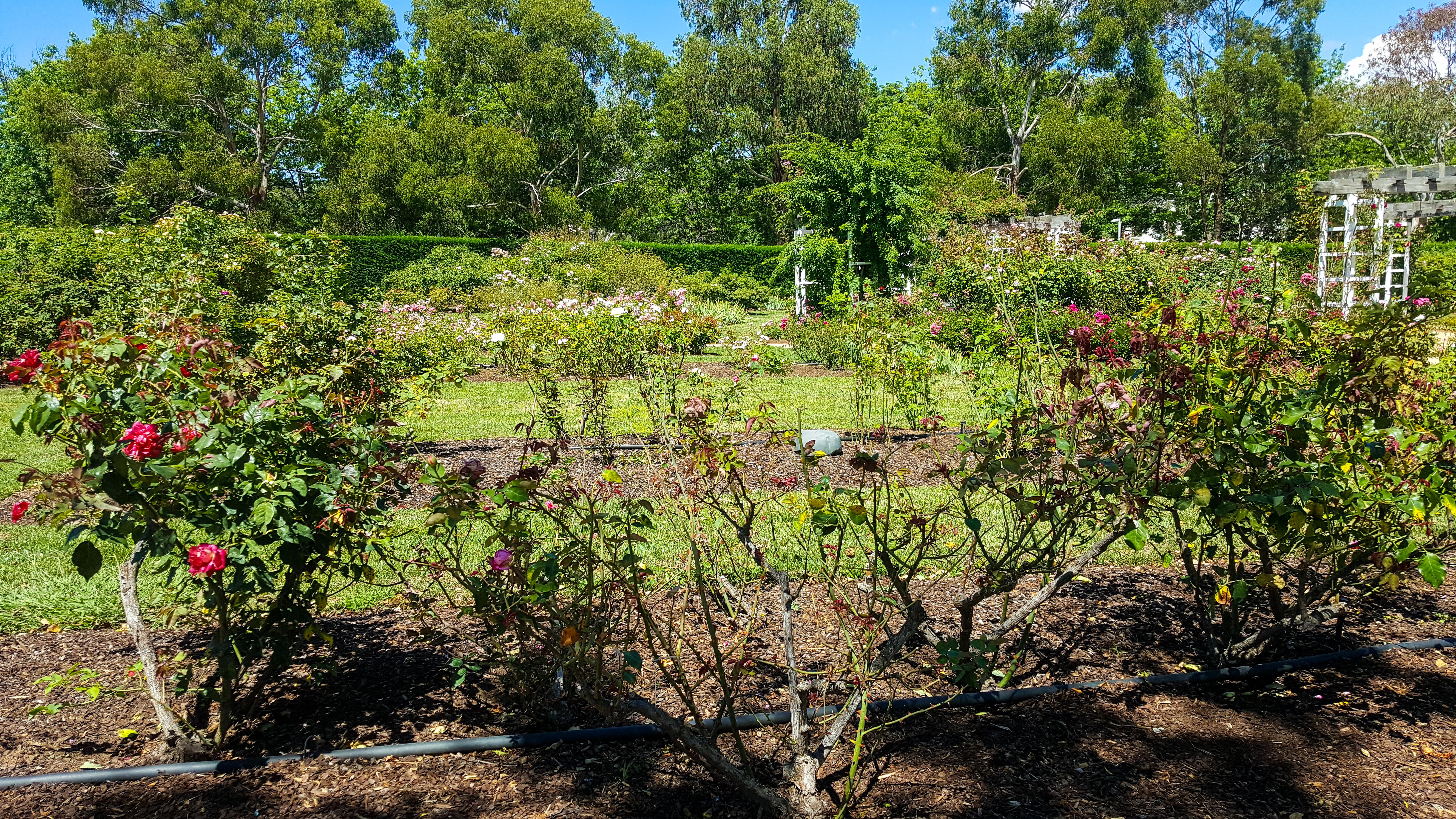 Senate Gardens